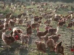 Free range chickens (Gallus gallus domesticus), Ardeche, France Stock Footage