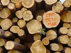 HD DOLLY: Pile of Cut Timber Stock Footage