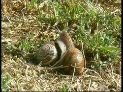 Snails mating on grass, sunny, MS, Israel Stock Footage