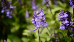 Beautiful lavender top and industrial products such as soaps, skin care cream. Stock Footage