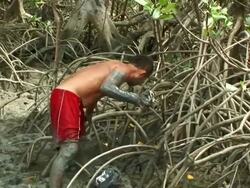MS ZI Shot of man hunting crabs / Ilha dos Lencois, Maranhao, Brazil Stock Footage