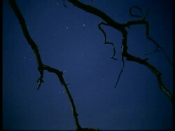 T/L Tree branches silhouetted against stars rotating in Night Sky, the plough visible Stock Footage