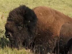 HD: Canadian Buffalo Stock Footage