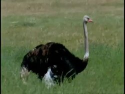 Male and female ostriches, (Struthio camelus), walk in green vegetation WS, Namaqualand, South Africa Stock Footage