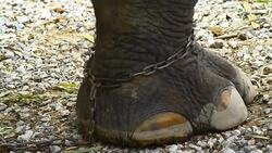 Asia elephant's foot chained Stock Footage