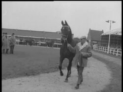 NEWMARKET - STALLIONS ON SHOW News Clip