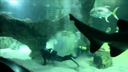 CLEAN : At Madrid Zoo sharks celebrate Christmas too News Clip