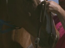 Slow tilting shot of man putting a bridle on a horse Stock Footage
