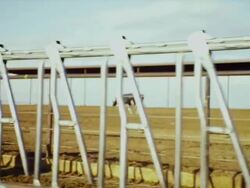 Drive by Dairy cows confined in large high density feed lot eating grain Stock Footage