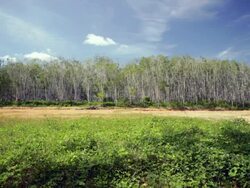 WS Rubber plantation Stock Footage