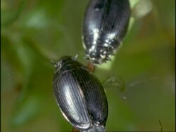 Whirligig Beetles (Gyrinus natator) on pond surface, using stalked eyes to look under and above water surface, UK Stock Footage