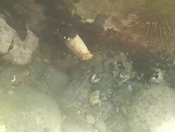 Underwater animals in Mediterranean rocky shore Stock Footage