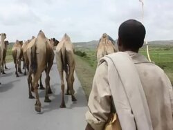Man leading group of camels in the middle of road Stock Footage