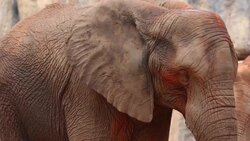 Elephant. Stock Footage