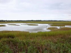WS PAN View of landscape of marsh / St. Simons Island, Georgia, United States Stock Footage