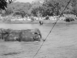 Elephant roundup Stock Footage