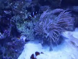 Alseund, the aquarium, Clown fish Stock Footage
