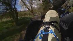 Hairy biker dog gets world's first four-legged Kevlar coat ++FIRST RUN 27th APRIL 2016 ++ News Clip