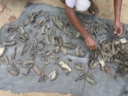MS Man Drying gil rakers / Mirissa, Southern province, Sri Lanka   Stock Footage