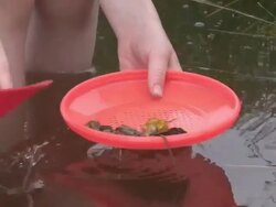Gold Panning Stock Footage