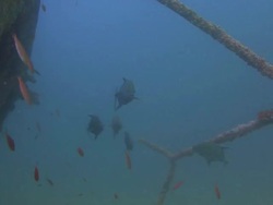 Black Jacks (Caranx lugubris) Stock Footage