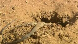 A lizard digs a hole. Stock Footage