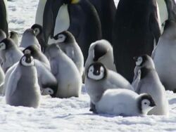 MS View of Emperor Penguins with chick / Antarctica Stock Footage