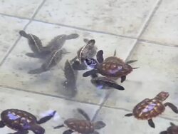 Group of newborn turtle in the water Stock Footage