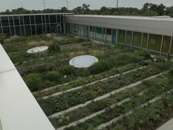 Pan HA shot of rows of vegetables on rooftop garden Stock Footage