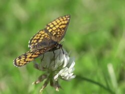 Fritillary Butterfly Stock Footage