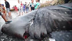 CLEAN : Dead whale shark buried by fishermen in Indonesia News Clip