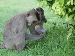 Monkey with it's baby. Stock Footage