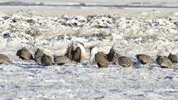 HD video Wild sage grouse display snowy Colorado Mountain lek Stock Footage
