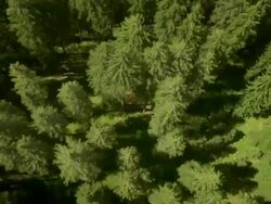 HD: Flying Above Conifers Treetops Stock Footage