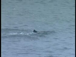 High angle view of Leopard Seal, Hydrurga leptonyx, throwing Adelie penguin around in water, Antarctica Stock Footage