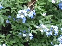 Snake Grabbing at Butterfly Stock Footage