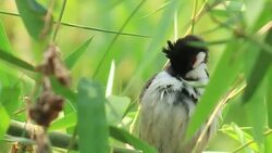 Bird on a branch of tree in wild Stock Footage