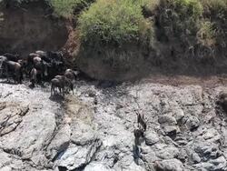 incredible fighting for survival - Great Wildebeest Migration in Kenya Stock Footage