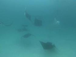  MS POV Shot of Manta ray chain / Hanifaru, Baa Atoll, Maldives    Stock Footage