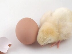 Newly born Stock Footage