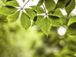 Rainy weather Stock Footage