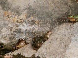 MS View of Levant green frog (pelophylax bedriagae) sunbathing on rock near water / golan heights, Israel Stock Footage