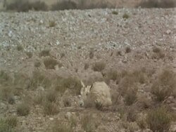 MS Arabian Oryx, Oryx leucoryx calf, resting on ground, Jiddat al Harasis desert, Oman Stock Footage