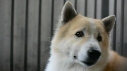 Happy smiling dog looking up . Stock Footage