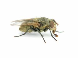 Sucking Fly Stock Footage