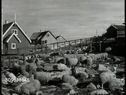 Greenland harbor ships boats Instructional Video