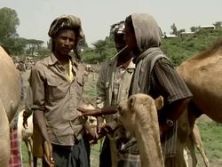 Men dealing a camel at camel fair Stock Footage