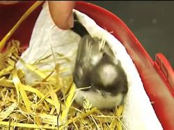 Rescuing animals from the urban jungle News Clip