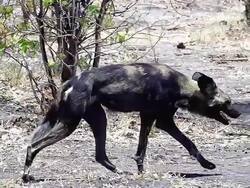 MS TS SLO MO Shot of African Wild Dog (lycaon pictus) walking at forest area / Moremi Reserve, Africa, Botswana Stock Footage