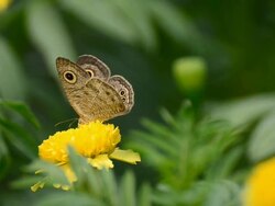 Butterfly on flower (HD.) Stock Footage